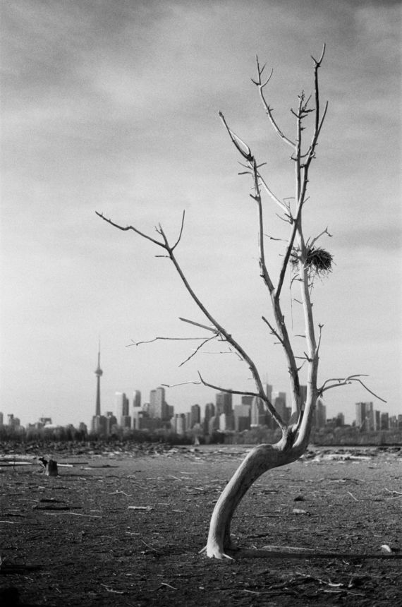 Nesting Ground