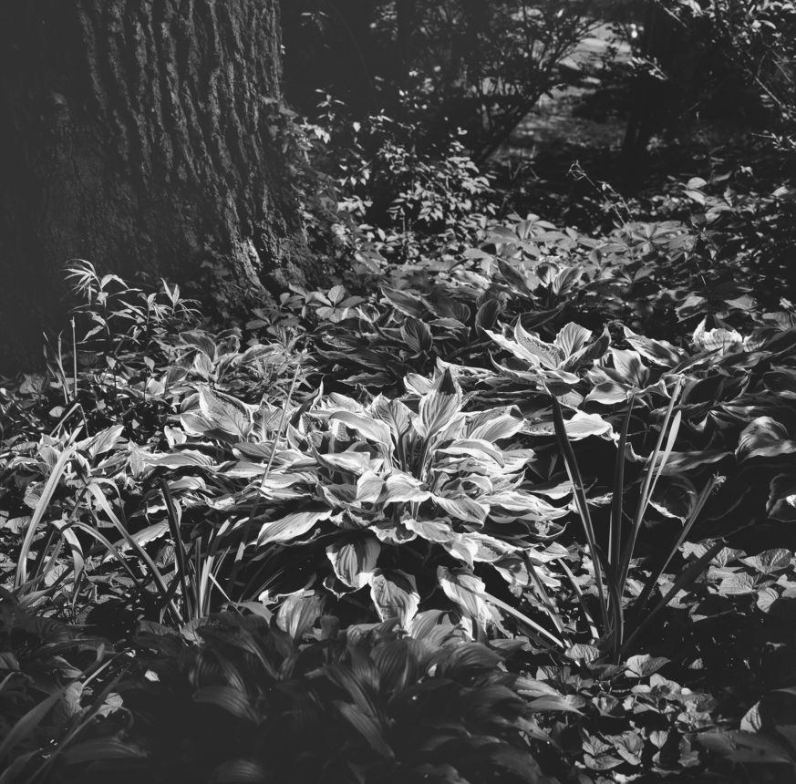 Under Growth