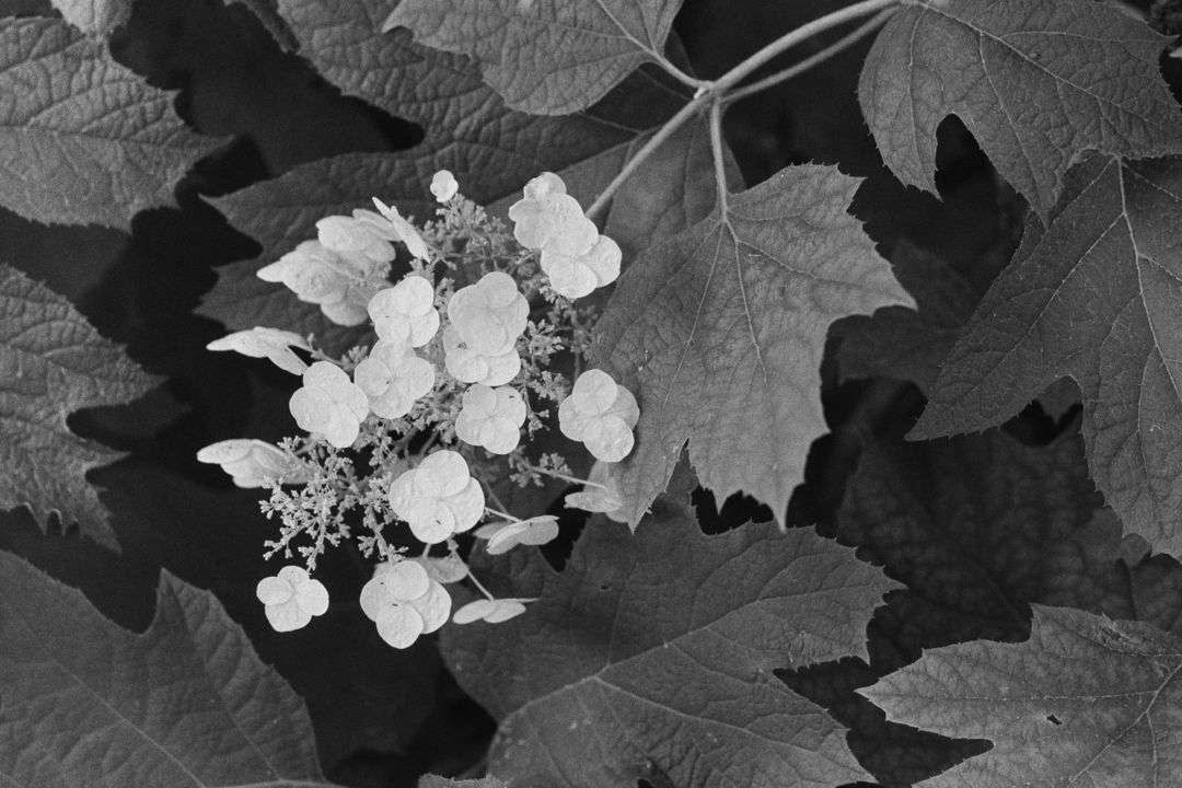 Maple Hydrangea