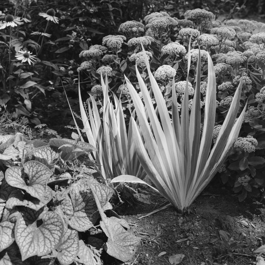 Phormium